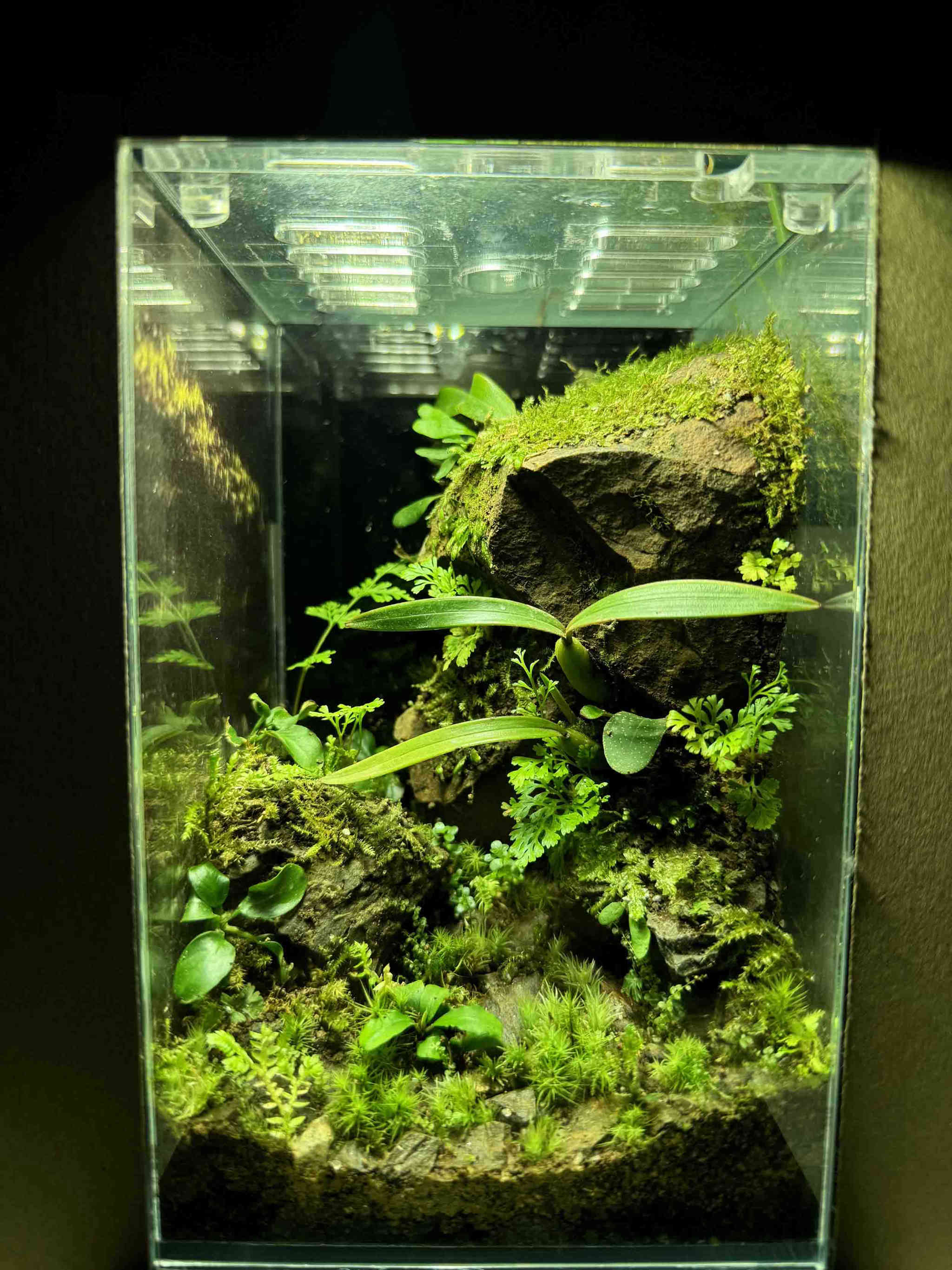 39号  繁茂岩谷